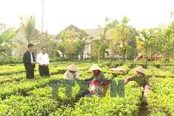 Hà Nội phát triển kinh tế vùng đồng bào dân tộc thiểu số