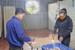 'Tỷ phú nông dân' trong phong trào đổi mới sáng tạo