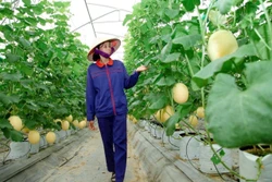 Sản phẩm OCOP 'lên đời' nhờ du lịch