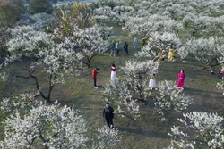 Cao nguyên Mộc Châu mùa Xuân về