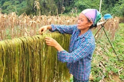 Triển vọng trồng cây gai xanh ở vùng núi Cao Bằng