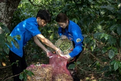 'Cứu' hàng trăm tấn mơ, mận Sơn La bị thiệt hại do mưa đá