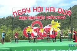 Hấp dẫn ngày hội hái quả mận hậu trên cao nguyên Mộc Châu