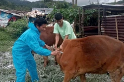 Xuất hiện ổ dịch nghi lở mồm long móng ở Quảng Ngãi