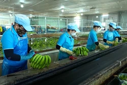 Ứng dụng công nghệ đưa sản phẩm chuối thành hàng xuất khẩu chủ lực