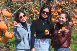 Khám phá mùa hồng chín trên cao nguyên Mộc Châu