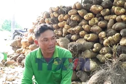 Nông dân U Minh Thượng trúng mùa khoai mỡ