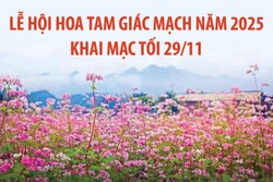 Lễ hội Hoa tam giác mạch năm 2025 khai mạc tối 29/11/2025