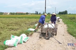 Nông dân Hà Tĩnh khẩn trương thu hoạch lúa tránh bão
