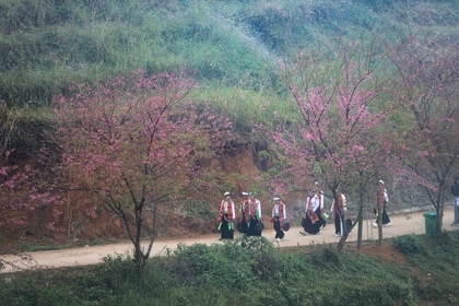 Mùa hoa anh đào xóm Mừng - điểm hẹn du lịch gắn với bảo tồn văn hóa Mường