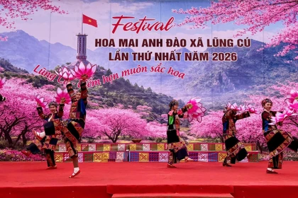 Khai mạc Festival hoa mai anh đào xã Lũng Cú