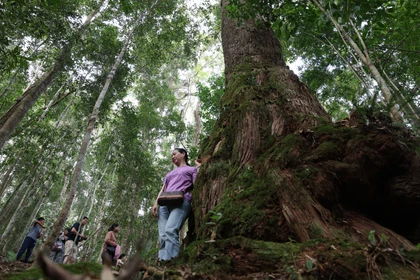 Khám phá rừng pơ mu - 'Di sản sống' nơi phía Tây Đà Nẵng