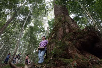 Khám phá rừng pơ mu - 'Di sản sống' nơi phía Tây Đà Nẵng
