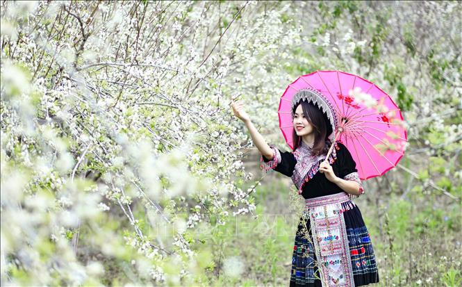 Trải nghiệm vẻ đẹp thung lũng hoa mận Phiêng Ban dưới chân đèo Tằng Quái
