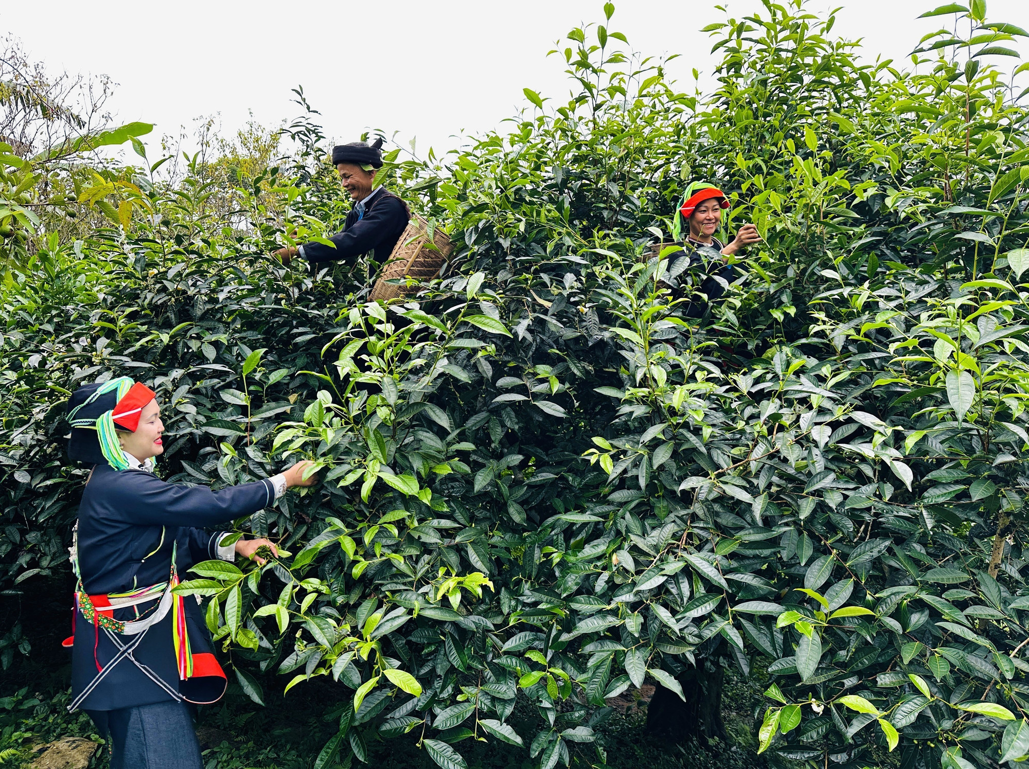 Ông Đặng Văn Háu, dân tộc Dao, Giám đốc hợp tác xã Trà Pèng, hái chè cùng người dân. che4-1709.jpg