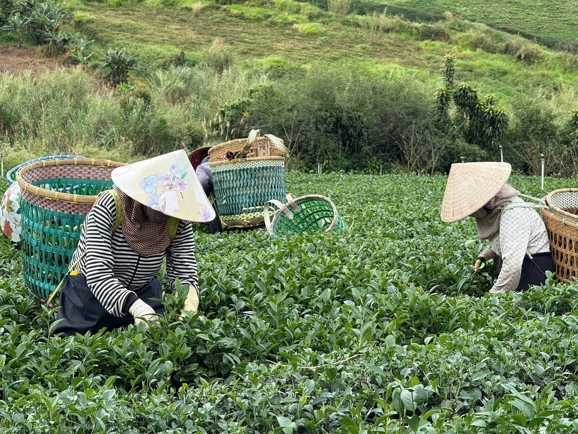 Thu hái chè tại Lâm Đồng. Ảnh: Kha Phạm/TTXVN Thu hái chè tại Lâm Đồng. Ảnh: Kha Phạm/TTXVN