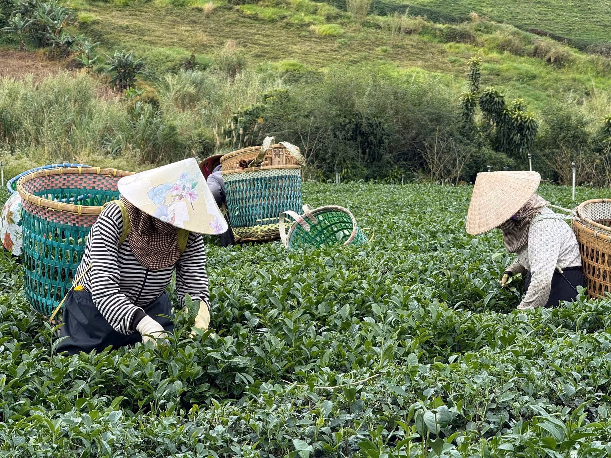 Thu hái chè tại Lâm Đồng. Ảnh: Kha Phạm/TTXVN