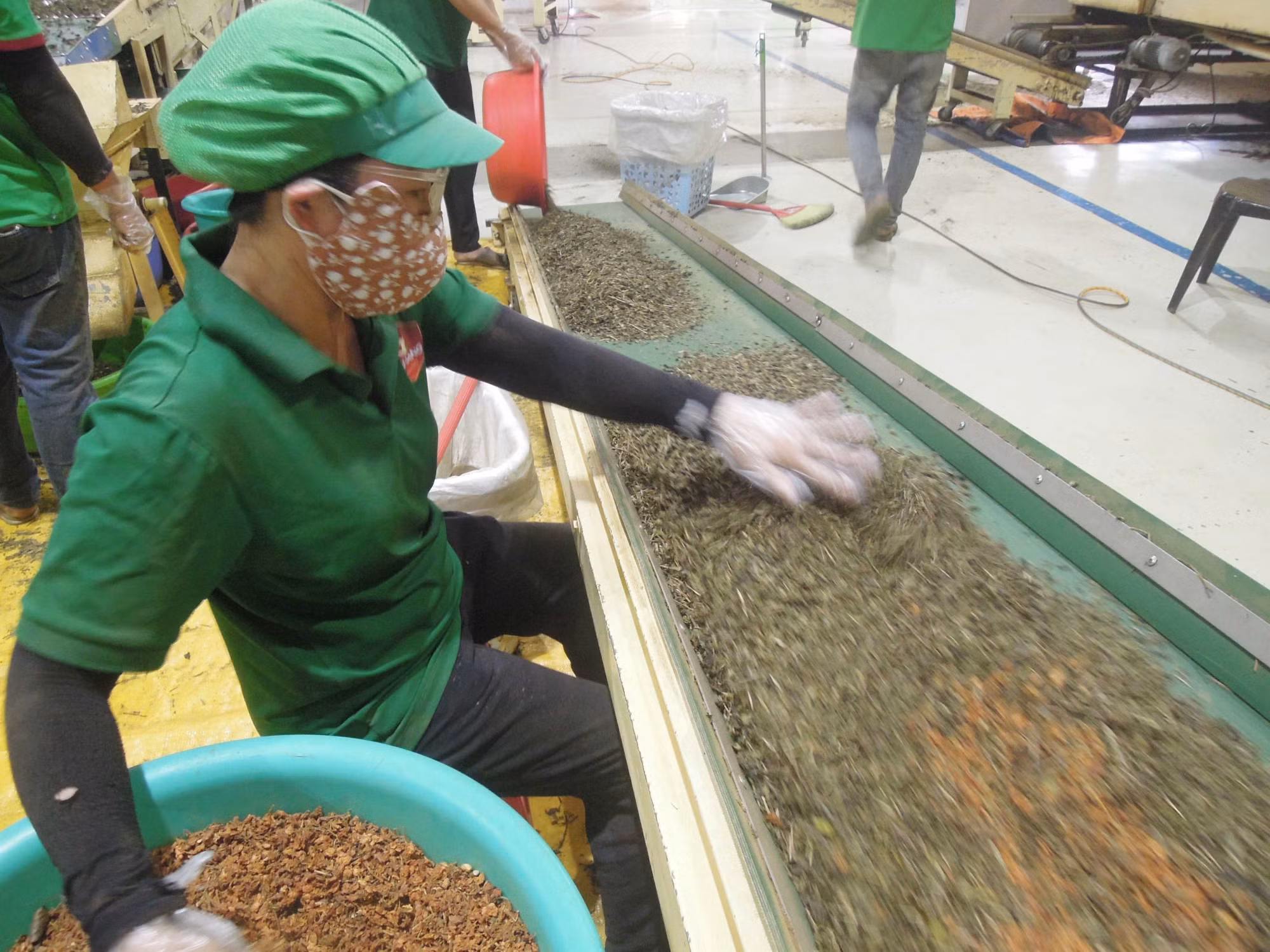 Sơ chế trà tại Công ty TNHH Trà Con Nai Vàng Thiên Thành, thành phố Bảo Lộc, Lâm Đồng. Ảnh: Kha Phạm/TTXVN