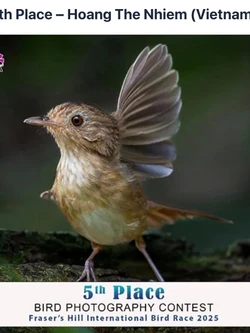 Fraser's Hill International Birdrace 2025: Giải thưởng quốc tế cho Việt Nam giữa “thiên đường hoang dã” 