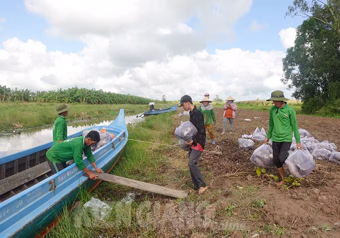 thu-hoach-khoai-mo-mong-linh-KienGiang2.jpg
