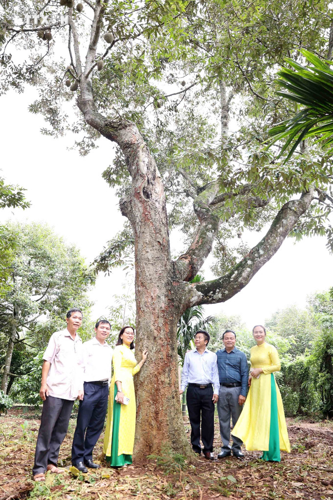 Lãnh đạo Sở Nông nghiệp và Phát triển nông thôn, UBND huyện Krông Pắc cùng người dân chụp hình lưu niệm tại cây sầu riêng cổ thụ. Ảnh: Hoài Thu - TTXVN vna_potal_dak_lak_hop_bao_le_hoi_sau_rieng_krong_pac_lan_thu_ii_nam_2024_7488919.jpg