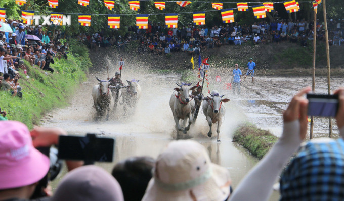 Các đôi bò tăng tốc băng băng về đích. Ảnh: Công Mạo-TTXVN vna_potal_soi_noi_hoi_dua_bo_chua_ro_o_vung_bay_nui_an_giang_7580356.jpg