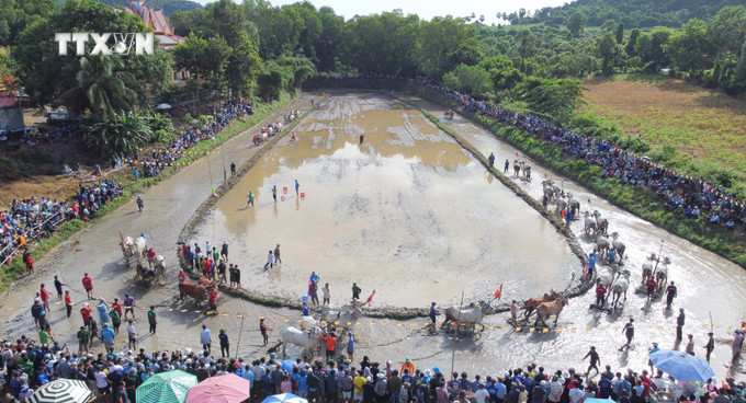 Quang cảnh Hội đua bò Chùa Rô lần thứ X năm 2024 tại xã An Tức, thị xã Tịnh Biên, tỉnh An Giang. Ảnh: Công Mạo-TTXVN vna_potal_soi_noi_hoi_dua_bo_chua_ro_o_vung_bay_nui_an_giang_7580362.jpg