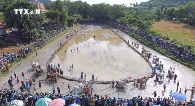 vna_potal_soi_noi_hoi_dua_bo_chua_ro_o_vung_bay_nui_an_giang_7580362.jpg