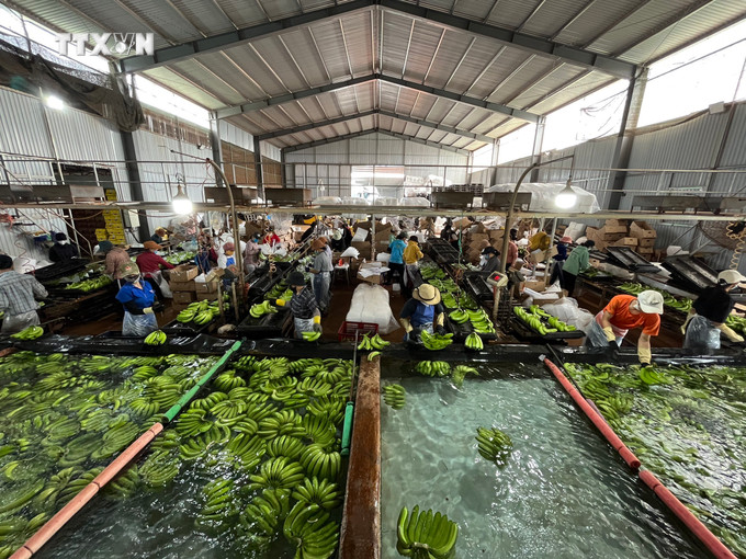 Sơ chế chuối trồng theo hướng hữu cơ tại huyện Đak Đoa (Gia Lai). Ảnh: Hồng Điệp - TTXVN vna_potal_gia_lai_huong_den_nen_nong_nghiep_huu_co_ben_vung_7171484.jpg