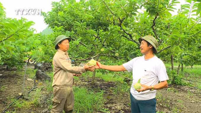 vna_potal_chuong_trinh_muc_tieu_quoc_gia_xay_dung_nong_thon_moi_doi_thay_huyen_vung_nui_nho_quan__7703366.jpg