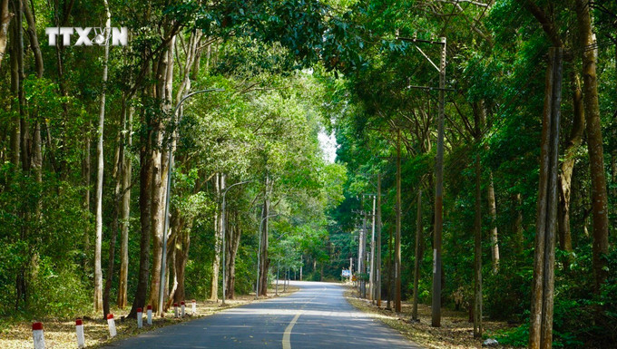 Một khu rừng được trồng và bảo vệ nghiêm ngặt tại huyện Châu Đức, tỉnh Bà Rịa-Vũng Tàu. Ảnh: Hoàng Nhị - TTXVN vna_potal_bao_ve_rung_trong_cay_gay_rung_phat_trien_manh_tai_ba_ria-vung_tau_7434179.jpg