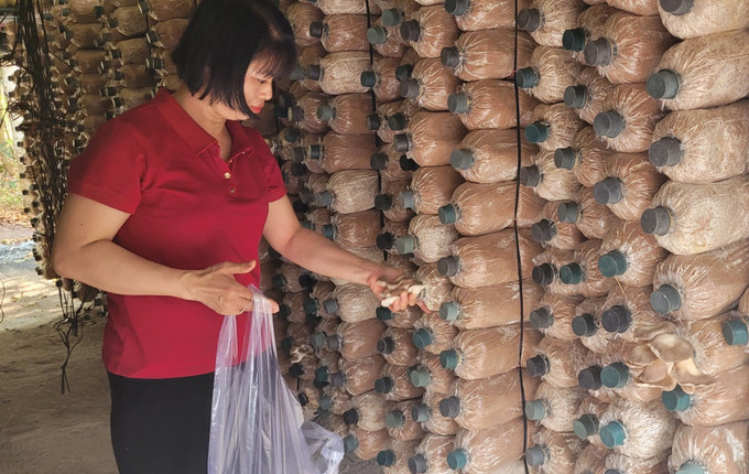 Chị Nguyễn Thị Hoài, ở ấp 1, xã Tóc Tiên, thị xã Phú Mỹ thu hoạch nấm. Ảnh: Hoàng Nhị - TTXVN NguyenThiHoai.jpg