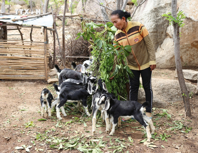 Người dân xã Phước Nam (huyện Thuận Nam, tỉnh Ninh Thuận) phát triển mô hình chăn nuôi dê. Ảnh: TTXVN phát vna_potal_ninh_thuan_phat_huy_the_manh_cac_loai_vat_nuoi_dac_thu_vung_khi_hau_kho_nong__7735950.jpg