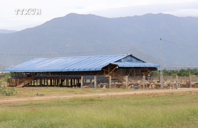 Trang trại chăn nuôi cừu ở xã Xuân Hải (huyện Ninh Hải, tỉnh Ninh Thuận). Ảnh: Nguyễn Thành – TTXVN vna_potal_ninh_thuan_phat_huy_the_manh_cac_loai_vat_nuoi_dac_thu_vung_khi_hau_kho_nong__7735953.jpg