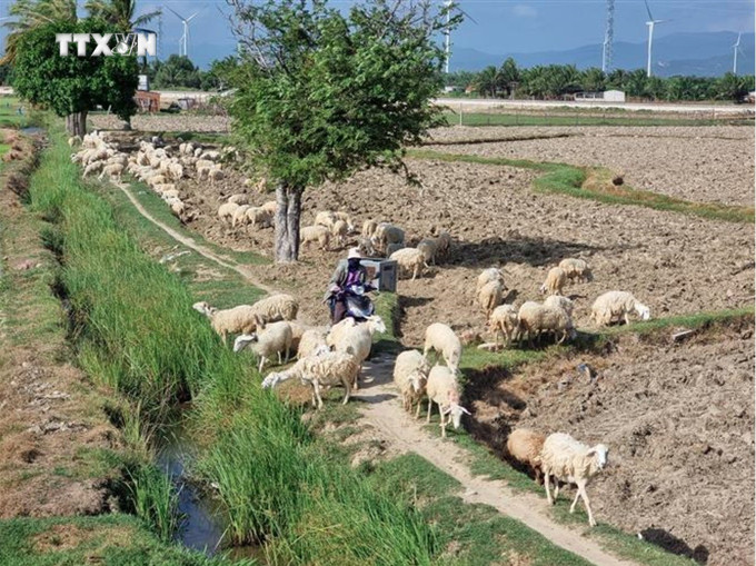 Người dân xã Phước Nam (huyện Thuận Nam, tỉnh Ninh Thuận) phát triển mô hình chăn nuôi cừu. Ảnh: Nguyễn Thành – TTXVN vna_potal_ninh_thuan_phat_huy_the_manh_cac_loai_vat_nuoi_dac_thu_vung_khi_hau_kho_nong__7736179.jpg