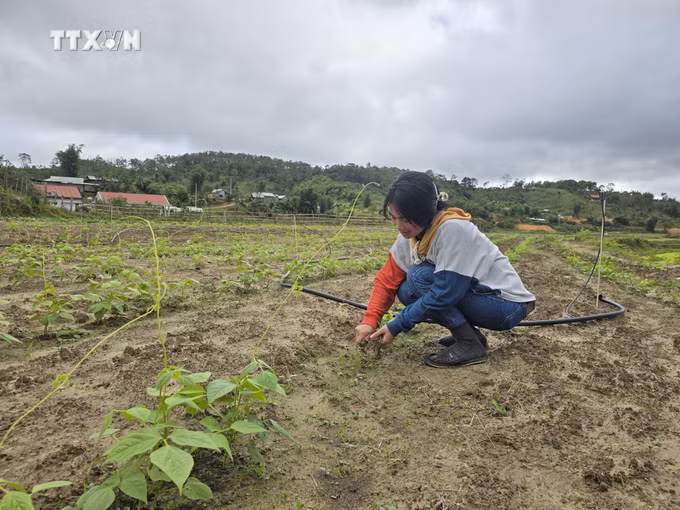 vna_potal_dong_bao_dan_toc_thieu_so_tinh_kon_tum_phat_huy_suc_manh_tap_the_trong_san_xuat_nong_nghiep_7715412.jpg