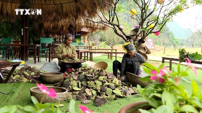 Huyện Hoa Lư phát triển các sản phẩm được làm từ sen. Ảnh: Hải Yến - TTXVN vna_potal_ninh_binh_thuc_day_phat_trien_nong_san_ban_dia_7523422.jpg