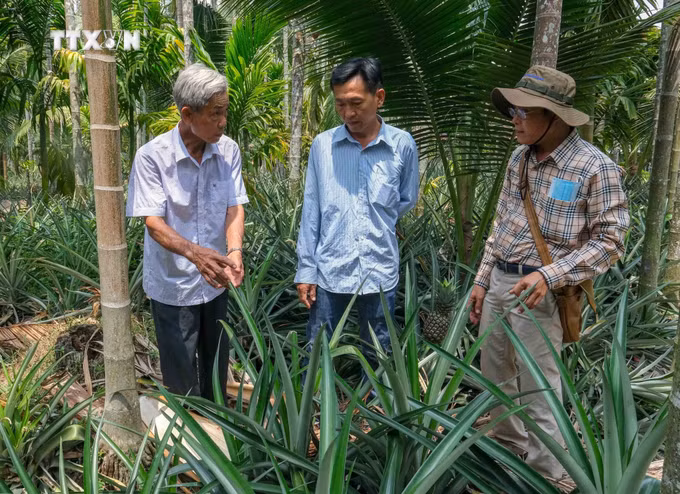 vna_potal_kien_giang_nhieu_mo_hinh_san_xuat_nong_nghiep_thich_ung_voi_bien_doi_khi_hau_7282051.jpg