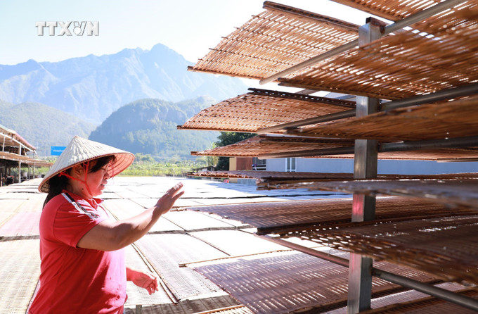 Nhiều hộ gia đình đã thành lập hợp tác xã, đưa sản phẩm miến dong Bình Lư ra thị trường khắp cả nước. Ảnh: Quý Trung – TTXVN vna_potal_lang_mien_truyen_thong_binh_lu_hoi_ha_vao_vu_tet_nguyen_dan_2025_7723485.jpg