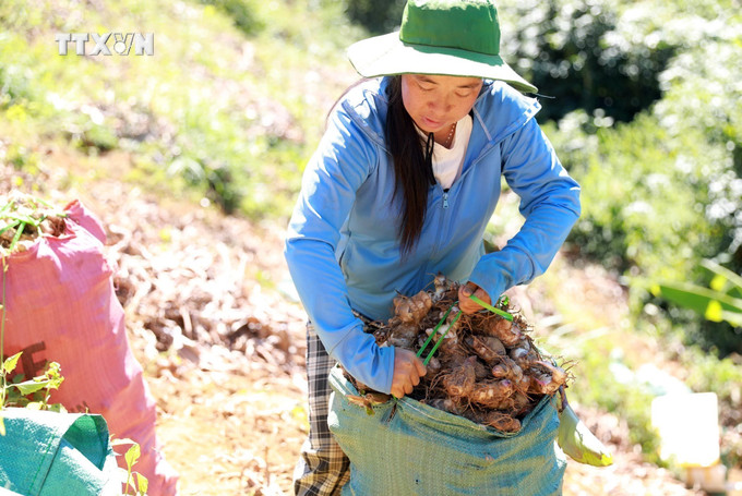 Người dân xã Tả Lèng thu hoạch dong riềng, nguyên liệu làm miến dong. Ảnh: Quý Trung – TTXVN vna_potal_lang_mien_truyen_thong_binh_lu_hoi_ha_vao_vu_tet_nguyen_dan_2025_7723510.jpg
