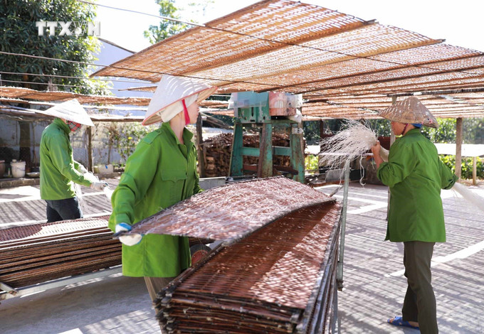 Nghề làm miến dong truyền thống xã Bình Lư tạo công ăn việc làm ổn định cho hàng trăm lao động địa phương. Ảnh: Quý Trung – TTXVN vna_potal_lang_mien_truyen_thong_binh_lu_hoi_ha_vao_vu_tet_nguyen_dan_2025_7723476.jpg