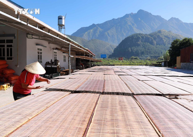 Nhờ nghề làm miến dong truyền thống, nhiều hộ đã vươn lên thoát nghèo, cho thu nhập hàng trăm triệu đồng/năm. Ảnh: Quý Trung – TTXVN vna_potal_lang_mien_truyen_thong_binh_lu_hoi_ha_vao_vu_tet_nguyen_dan_2025_7723461.jpg