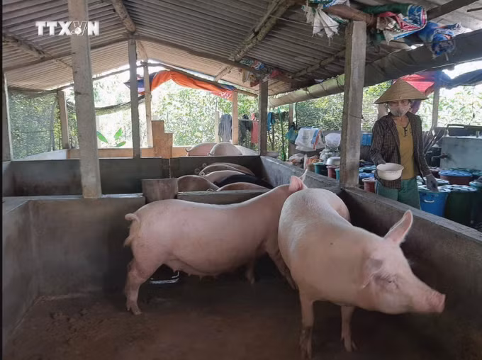 vna_potal_ngay_quoc_te_phu_nu_83_quang_ngai_ho_tro_phu_nu_vung_dan_toc_thieu_so_phat_trien_kinh_te__7257766.jpg