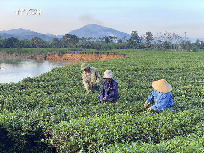 Người dân thôn Tiền Phong (xã Sơn Kim 2) thu hái chè tại khu vực bị sạt lở cạnh bờ sông Ngàn Phố. Ảnh: Hữu Quyết - TTXVN vna_potal_sat_lo_nghiem_trong_bo_song_ngan_pho_ha_tinh___7710243.jpg
