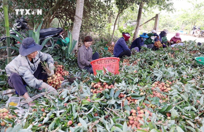Nông dân xã Ea Sar (Ea Kar, Đắk Lắk) thu hoạch vải. Ảnh: Hoài Thu – TTXVN vna_potal_vai_chin_som_duoc_gia_nong_dan_dak_lak_thu_lai_cao_7380594.jpg
