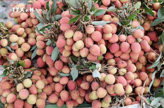 Vải thiều Đắk Lắk chín sớm khoảng 1 tháng so với vải thiều ở các tỉnh phía Bắc. Ảnh: Hoài Thu – TTXVN vna_potal_vai_chin_som_duoc_gia_nong_dan_dak_lak_thu_lai_cao_7380587.jpg