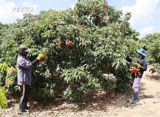 Nông dân tỉnh Đắk Lắk thu hoạch vải thiều niên vụ 2023 – 2024. Ảnh: Hoài Thu – TTXVN vna_potal_vai_chin_som_duoc_gia_nong_dan_dak_lak_thu_lai_cao_7380590.jpg