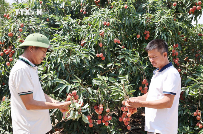 Nông dân Đắk Lắk thu hoạch vải thiều niên vụ 2023 – 2024. Ảnh: Hoài Thu – TTXVN vna_potal_vai_chin_som_duoc_gia_nong_dan_dak_lak_thu_lai_cao_7380588.jpg
