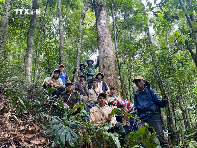 vna_potal_nguoi_xo_dang_o_kon_tum_thu_nhap_on_dinh_tu_trong_va_bao_ve_rung_7494564.jpg