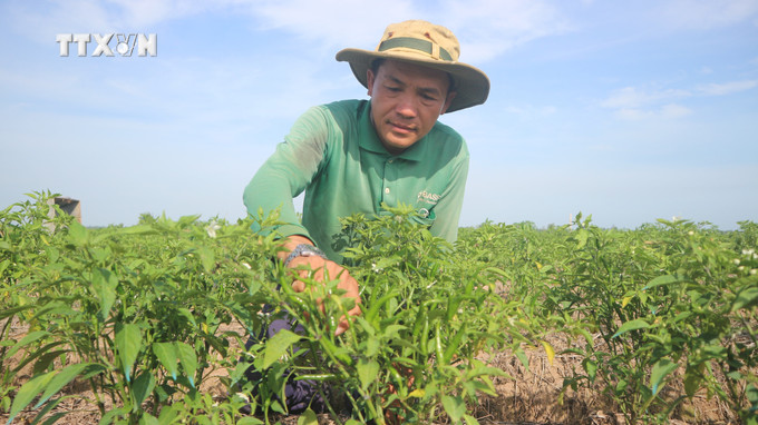 Nông dân vùng dân tộc thiểu số Sóc Trăng chăm sóc rau. Ảnh: Tuấn Phi - TTXVN vna_potal_sac_xuan_trong_vung_dan_toc_thieu_so_tai_soc_trang_7219892.jpg